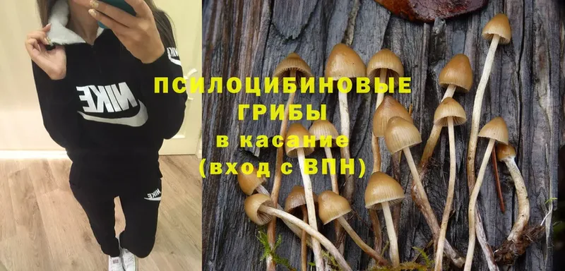 купить наркоту  Дорогобуж  Галлюциногенные грибы Cubensis 